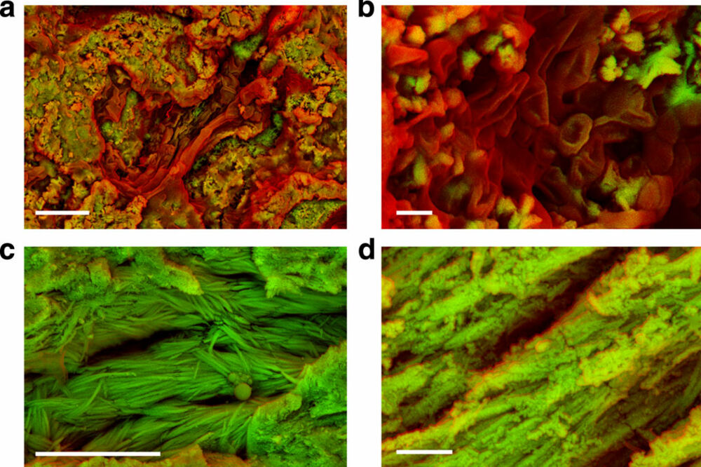 krv dinosaurusa, Foto: Nature.com
