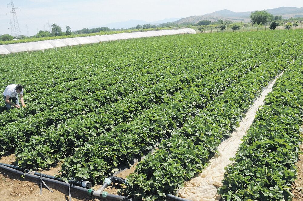 Velimir Vujović, zemljoradnja, Foto: Luka Zeković
