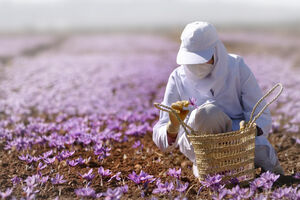 Šafran, najskuplji i najtraženiji začin na svijetu