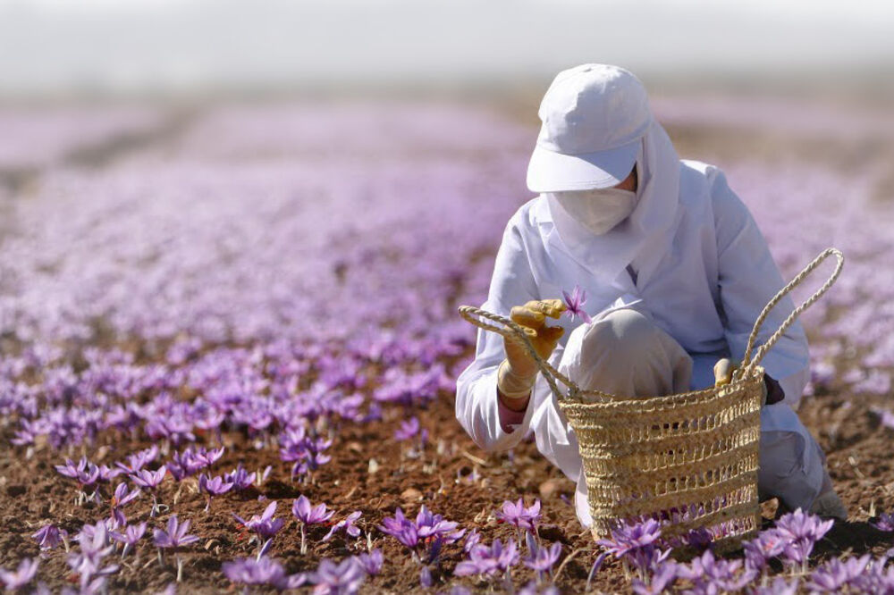 Šafran, Foto: Saffronusa.com