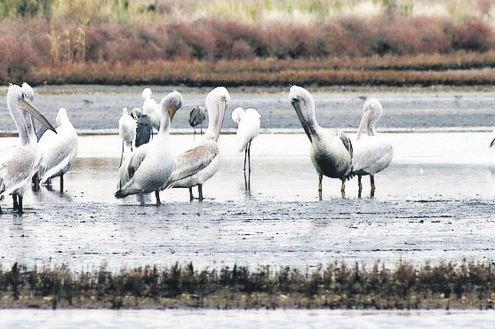 ptice, Solana, Foto: CZIP