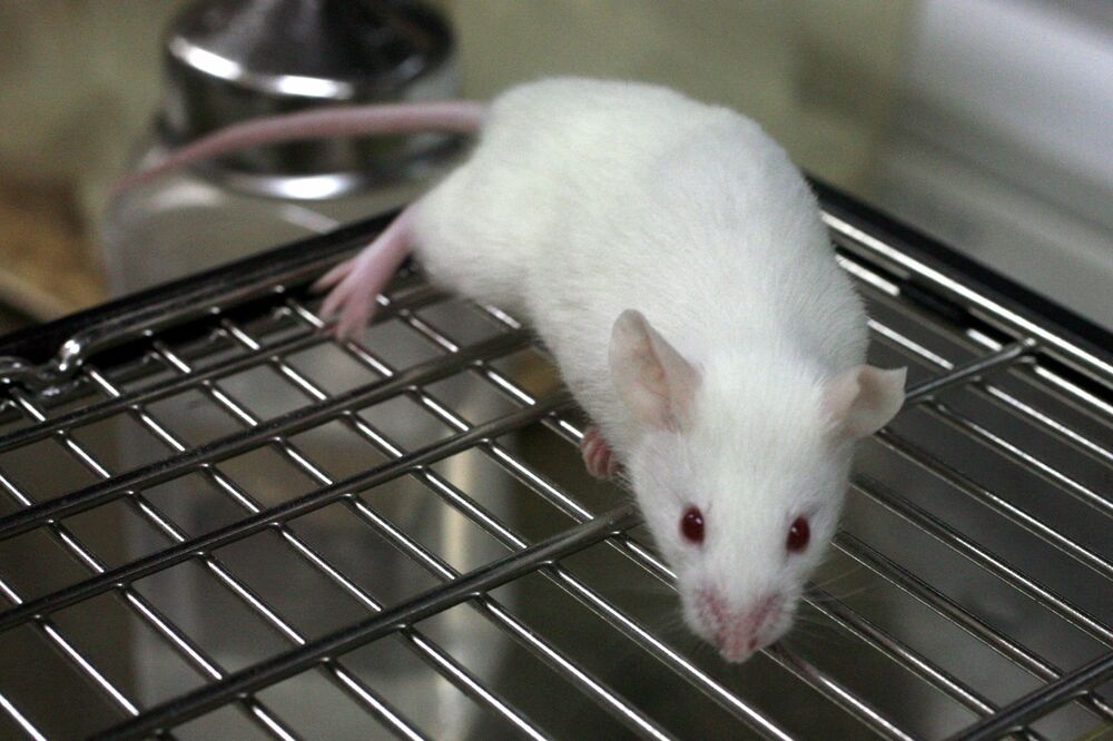 Vivisekcija, Foto: Wikipedia