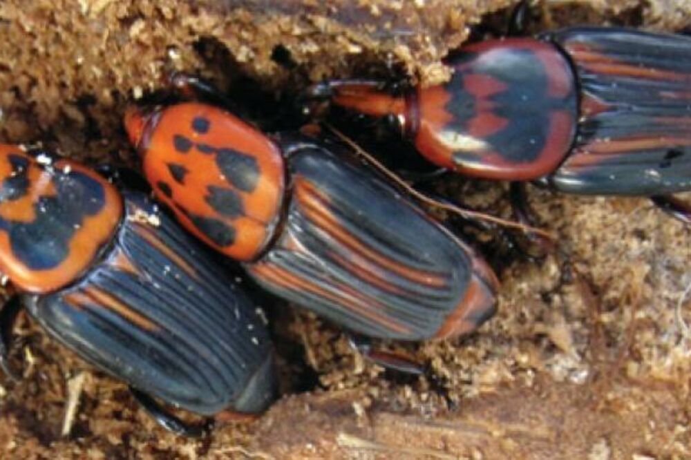 Crveni palmin surlaš, Foto: Opština Tivat