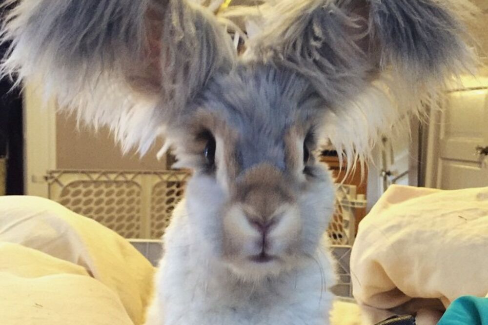 Vali zec, Foto: Instagram