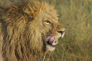 Lavica ubila Amerikanku u južnoafričkom safari parku