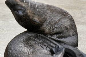 Foke pomažu naučnicima u istraživanju mora