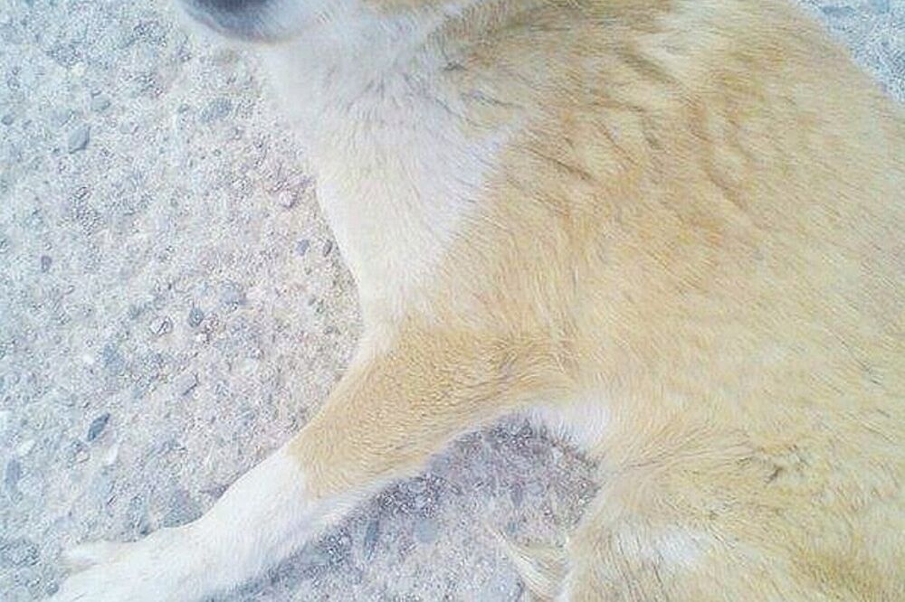 pas, ruka šapi, Foto: Ruka-šapi