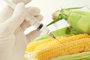 Hrvatska: Zabranjena proizvodnja genetski modifikovne hrane