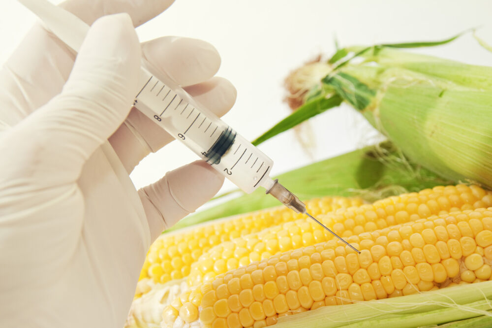 GMO, kukuruz, Foto: Shutterstock