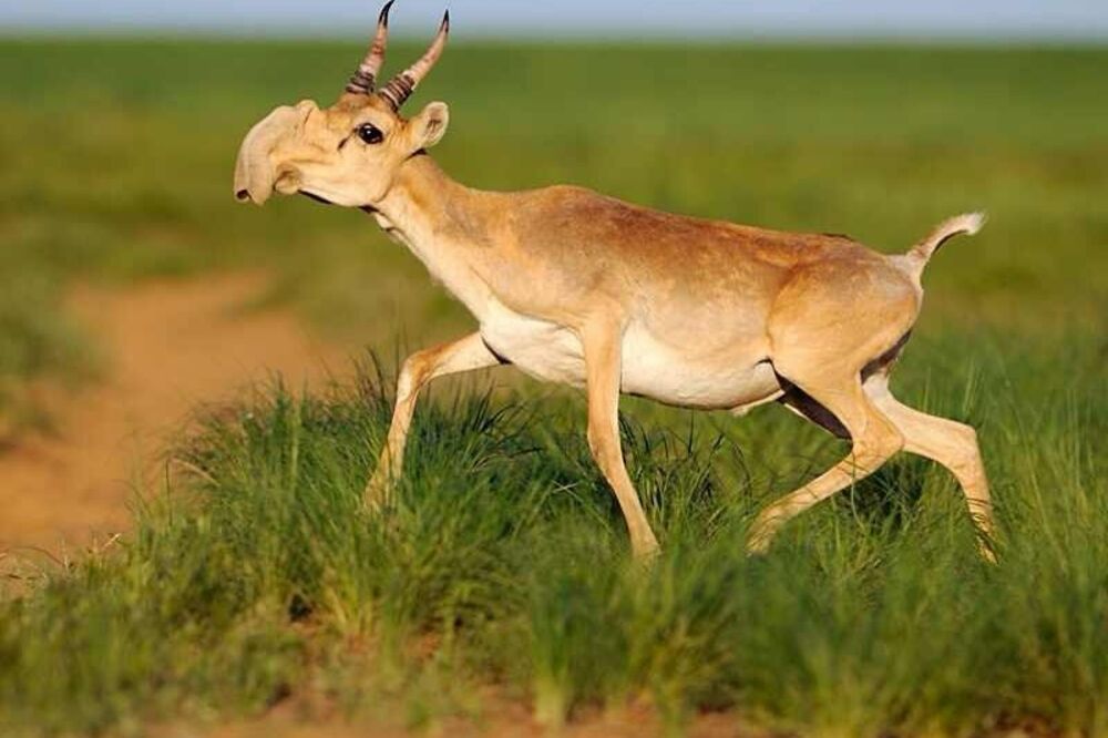 Sajga antilopa, Foto: Wikipedia