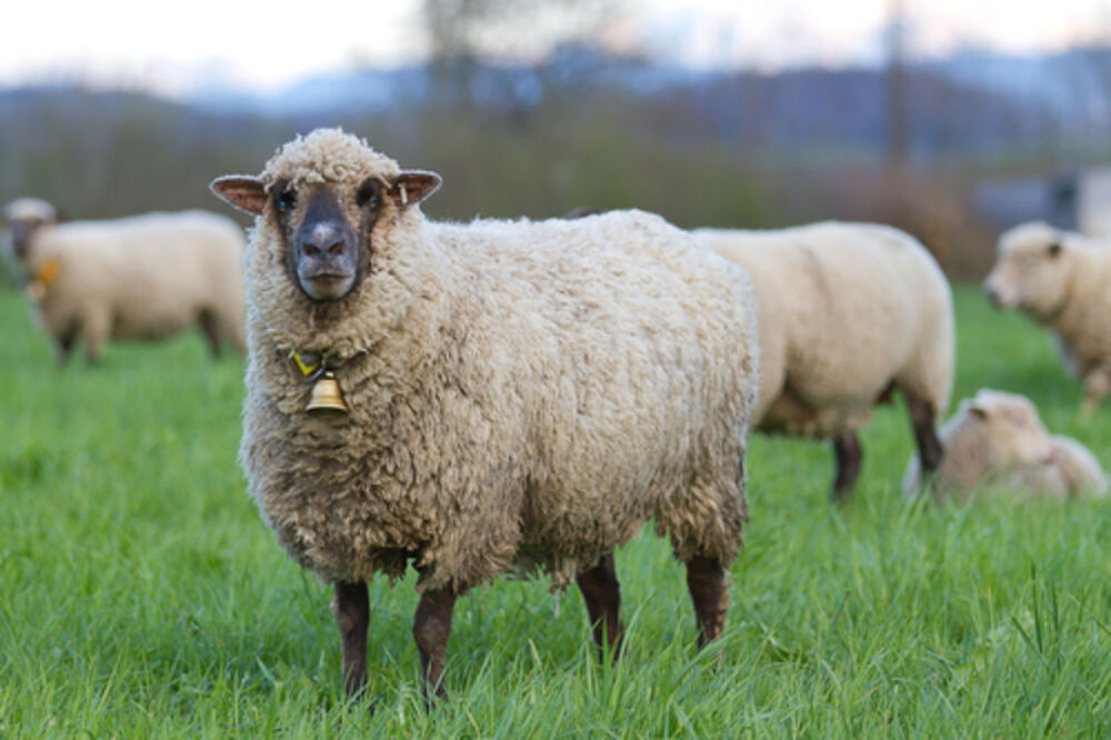 ovce, Foto: Shutterstock.com