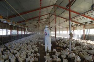 SAD: Nova vrsta prtičijeg gripa pustoši farme