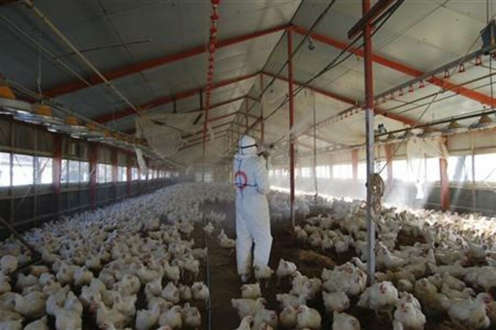 Ptičji grip, farma kokošaka, Foto: Rojters