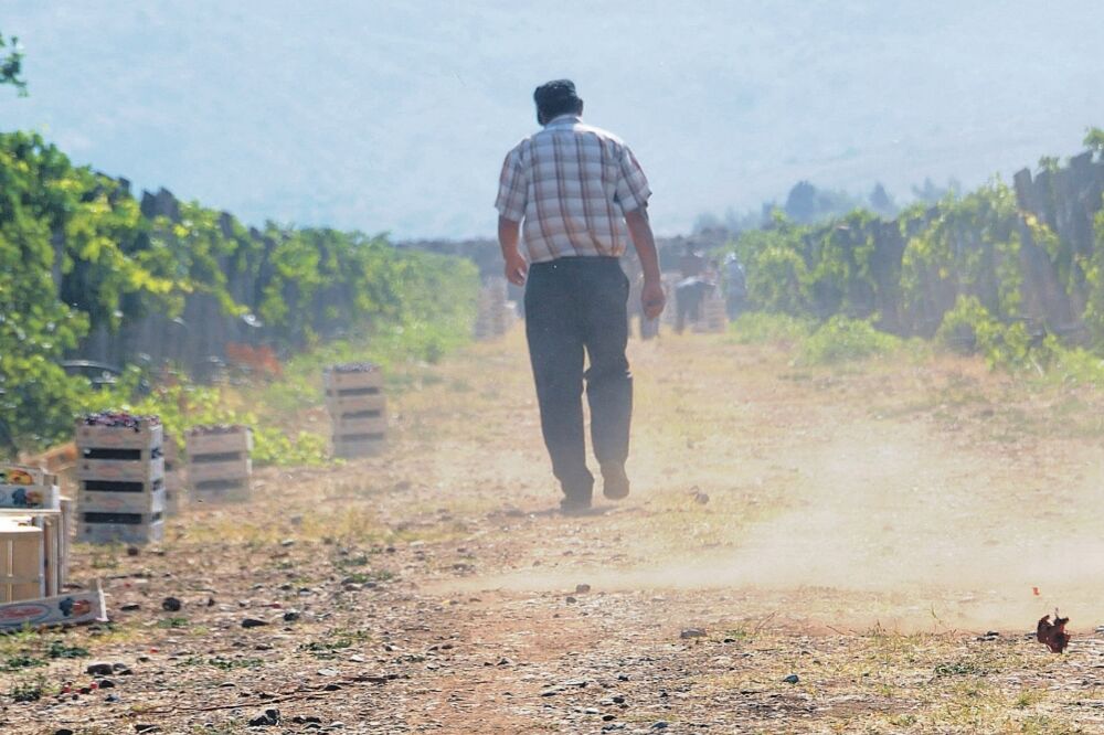 Plantaže, Foto: Luka Zeković