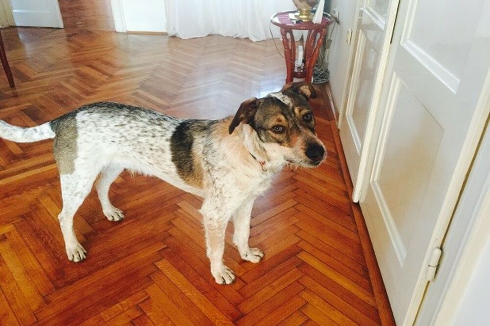 pas, Laki, Foto: Courier.co.uk