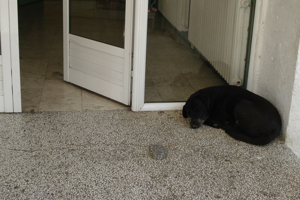 pas Garo, Foto: Milan Vujović