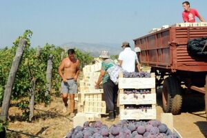 Ako će već da rade na nekoj plantaži, isplativije je da idu u...