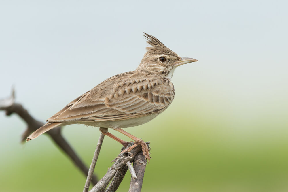 ševa, ptice, Foto: Shutterstock