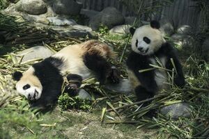 Težak krivolov u Kini: Ubili pandu i prodavali njene organe