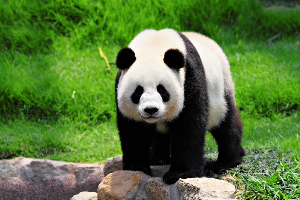 Panda, Foto: Shutterstock
