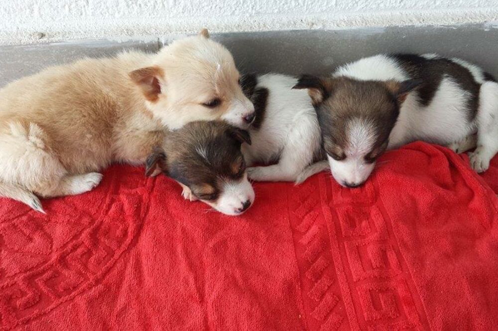 udomljavanje pasa, Foto: Spas