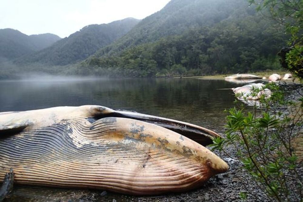 Uginuli kitovi, Foto: Beta-AP