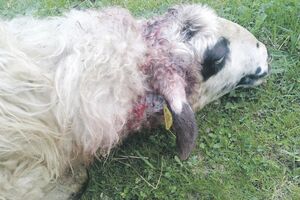 Wolves slaughtered a sheep and eight lambs in the village of Šavnica