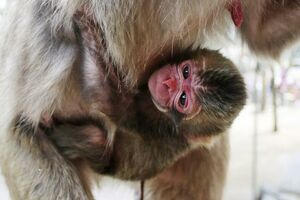 Bez uvrede Britancima: Japansko majmunče ostaje Šarlot