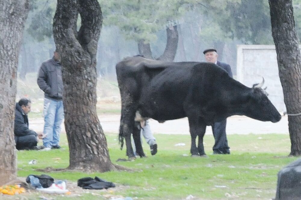 Stočna pijaca, Foto: Luka Zeković