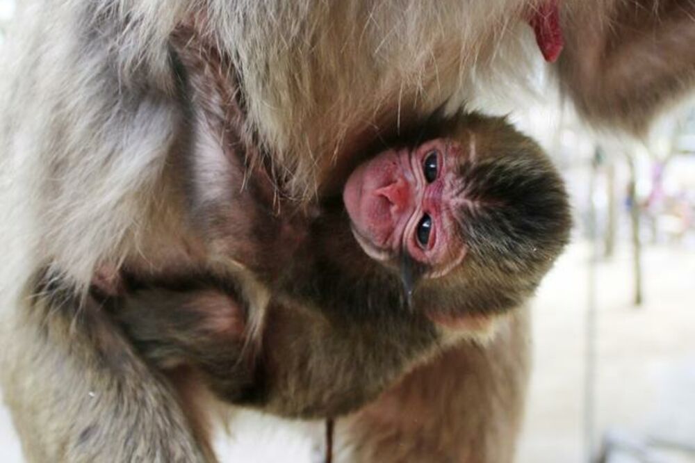 majmunica Šarlota, Foto: Beta-AP