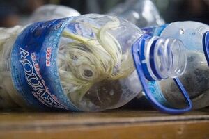 Zaplijenjene ptice krijumčarene u plastičnim bocama