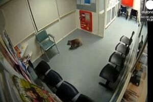 Ovakvu posjetu nijesu očekivali: Koala prošetala urgentnim centrom