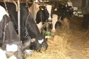 Kenija: Ubijeno 45 ljudi zbog stoke