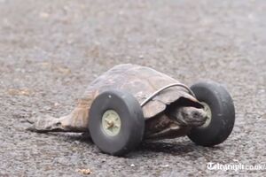 Turbo kornjača: Gospođi Ti pacovi pojeli noge, a sada se kreće...