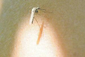 Kako komarci biraju "žrtvu"