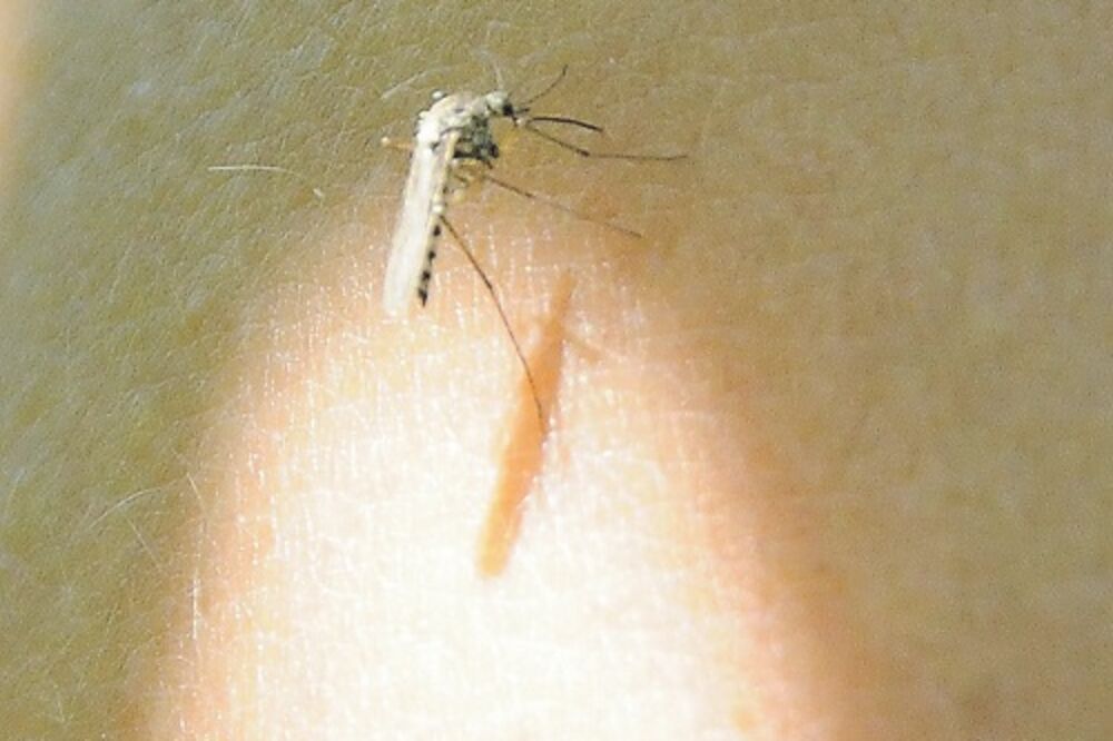 komarci, Brskut, Foto: Zoran Đurić