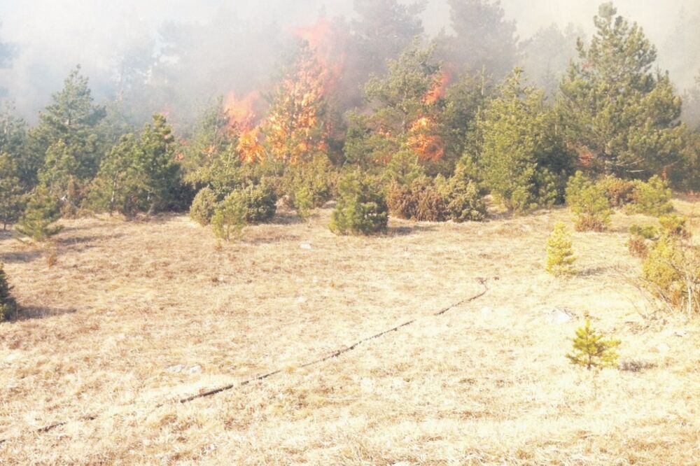 šuma požar, Foto: Obrad Pješivac