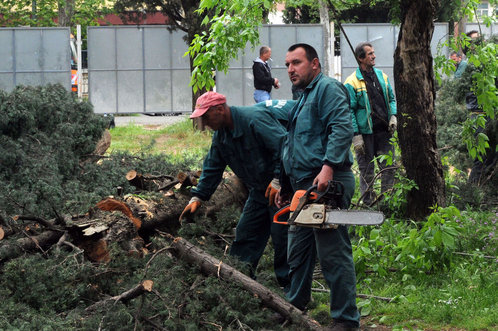 sječa stabala, Foto: Luka Zeković
