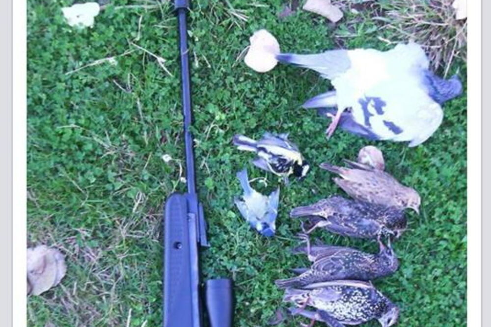 Vazdušna puška fotošop, Foto: CZIP