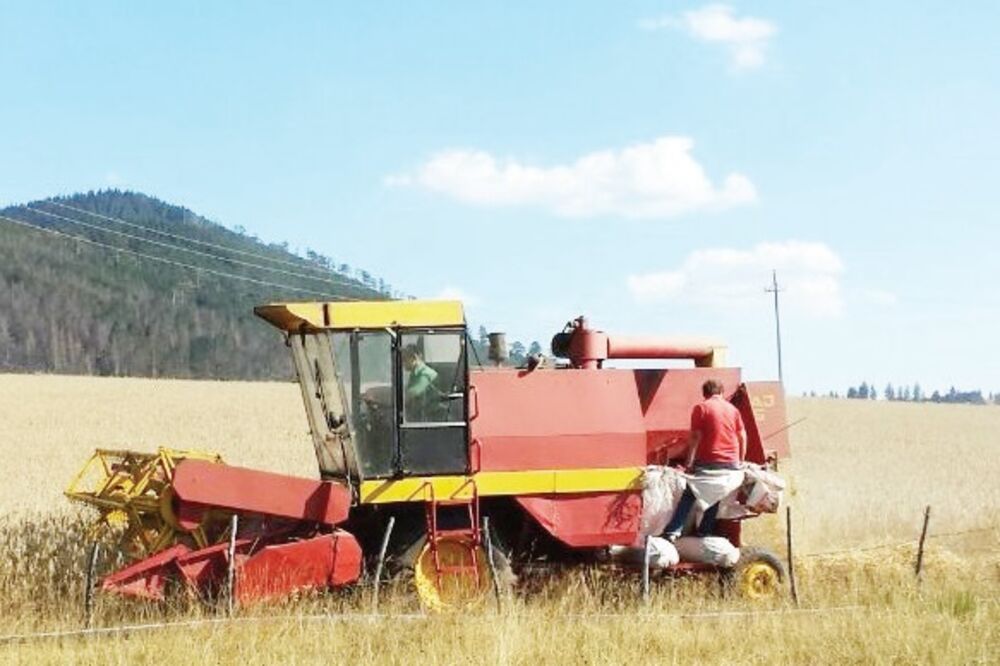 Željko Macanović, Glibaće