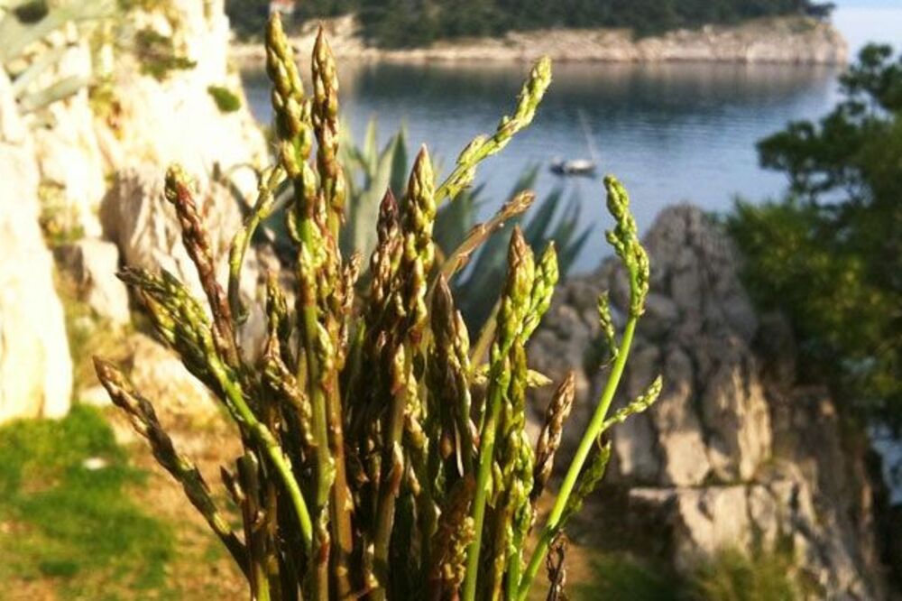 šparoga, Foto: Www.navadriatic.com