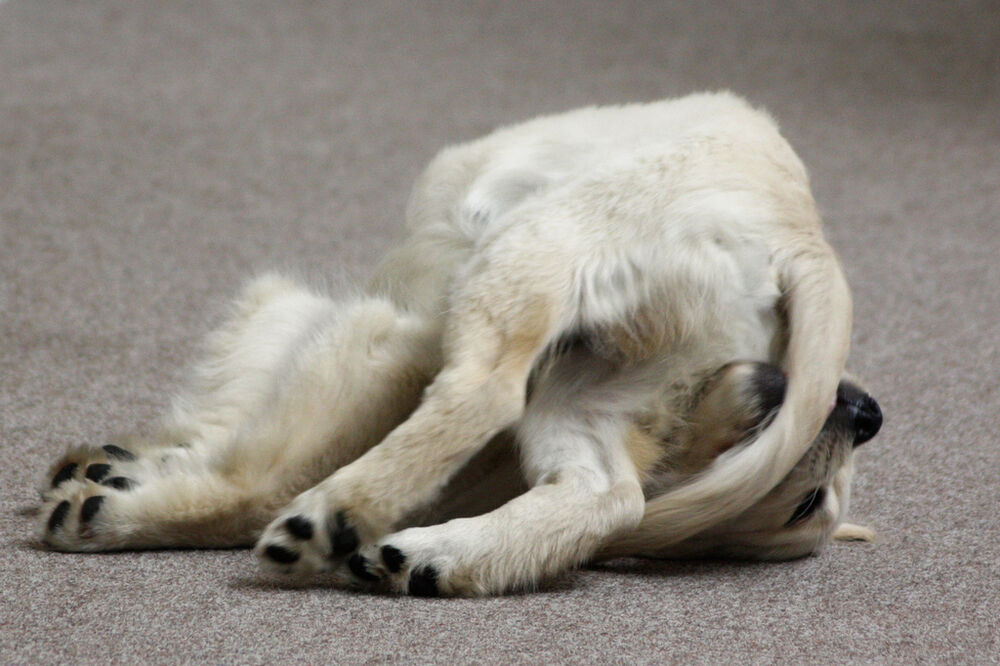 jurnjava za repom, Foto: Flickr.com/daniel-davies