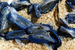 More na obale Amerike izbacilo milijarde plavih, čudnih životinja
