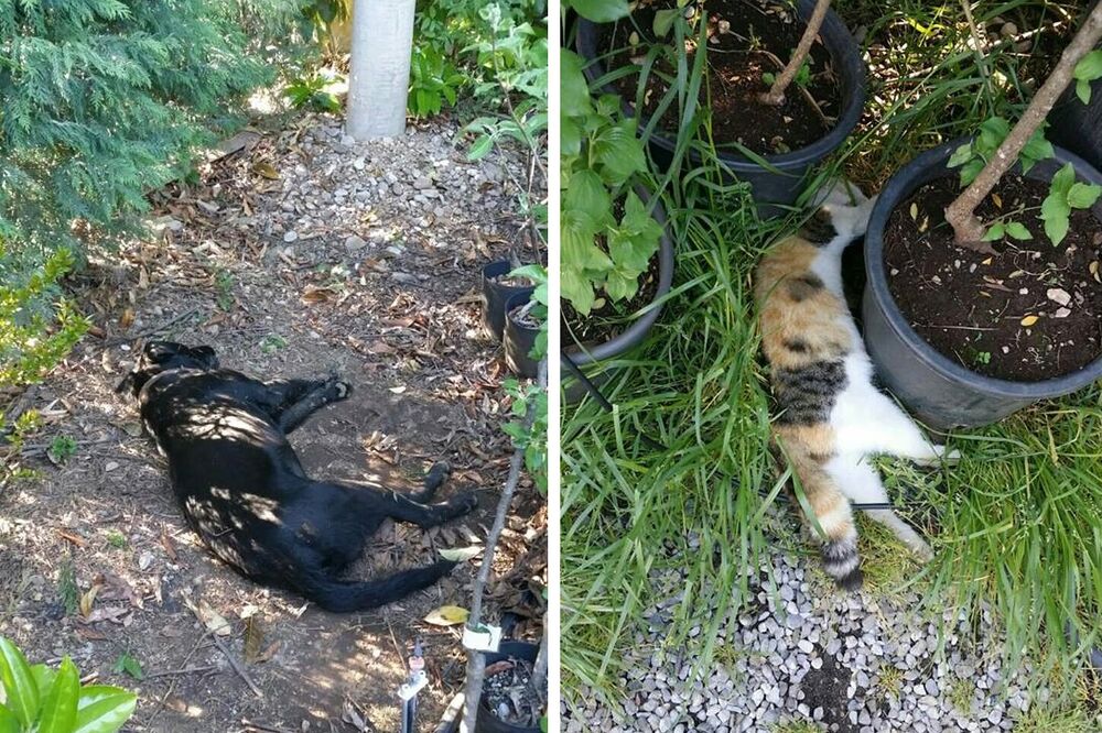 Mirjana Vidaković, trovanje životinja, Foto: Privatna arhiva