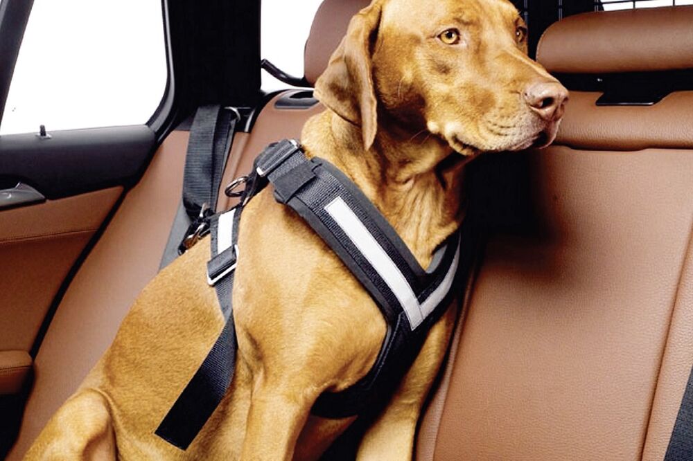 pas, automobil, Foto: Shutterstock