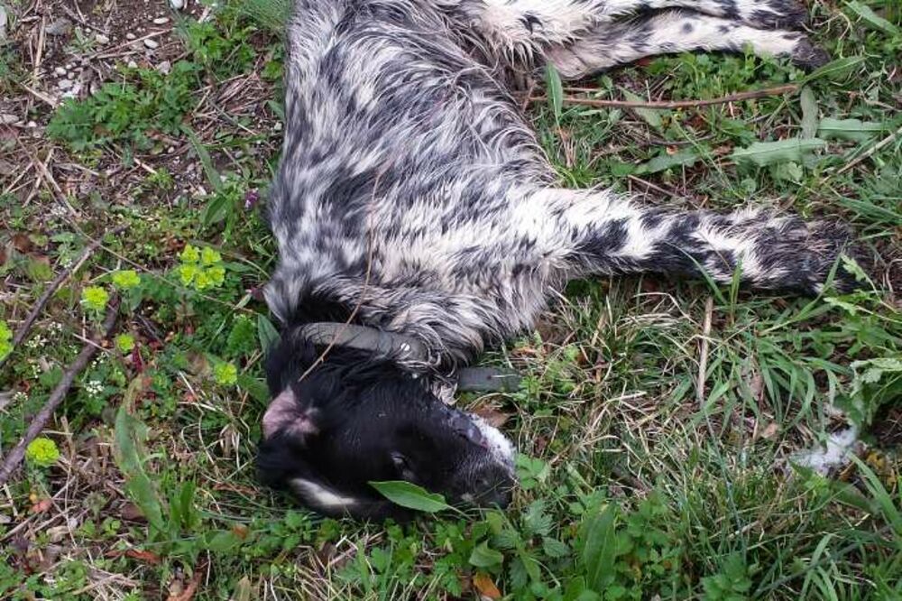 otrovani psi, Danilograd, Foto: Privatna arhiva