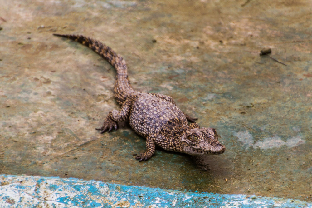 Kubanski krokodil, Foto: Shutterstock
