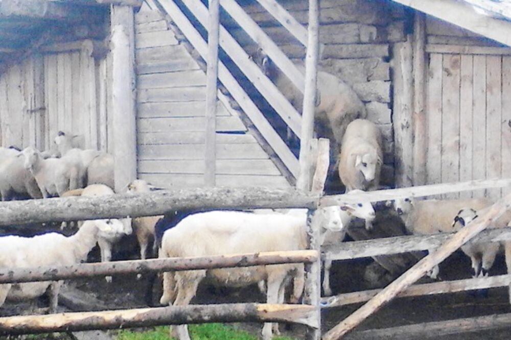 ovce, Foto: Jadranka Ćetković