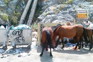Konji šetaju ulicama Sutomora, otpad i smeće svuda