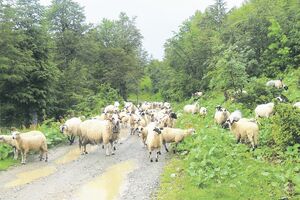 U više bjelopoljskih sela uginulo 300 ovaca i jagnjadi